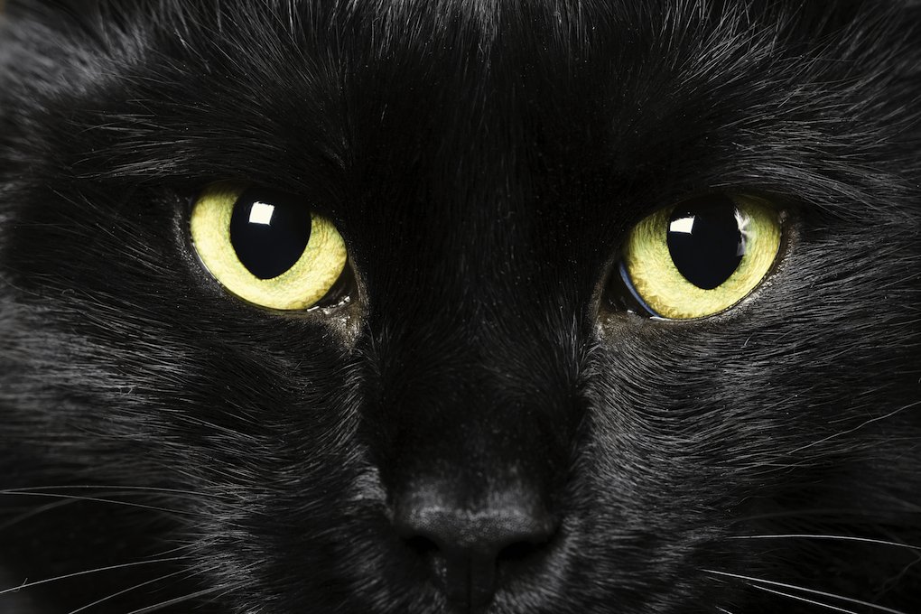 Ransomware Gangs: BlackCat