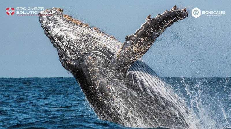 Whaling Attacks Explained